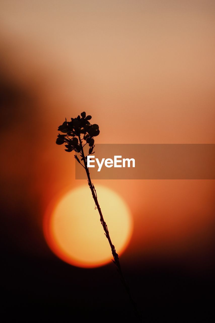 Close-up of silhouette plant against orange sky