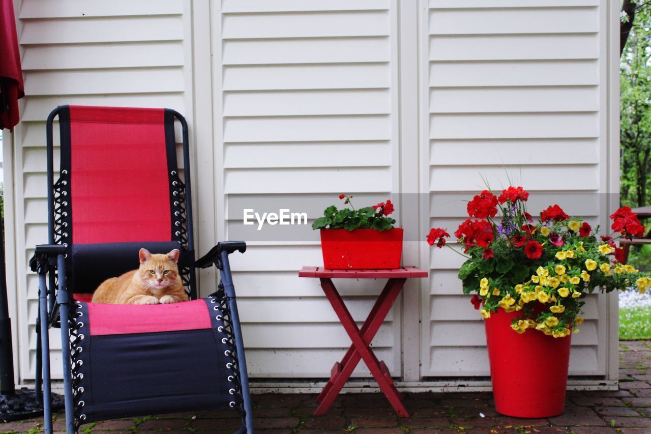 POTTED PLANT ON CHAIR BY FLOWER POTS