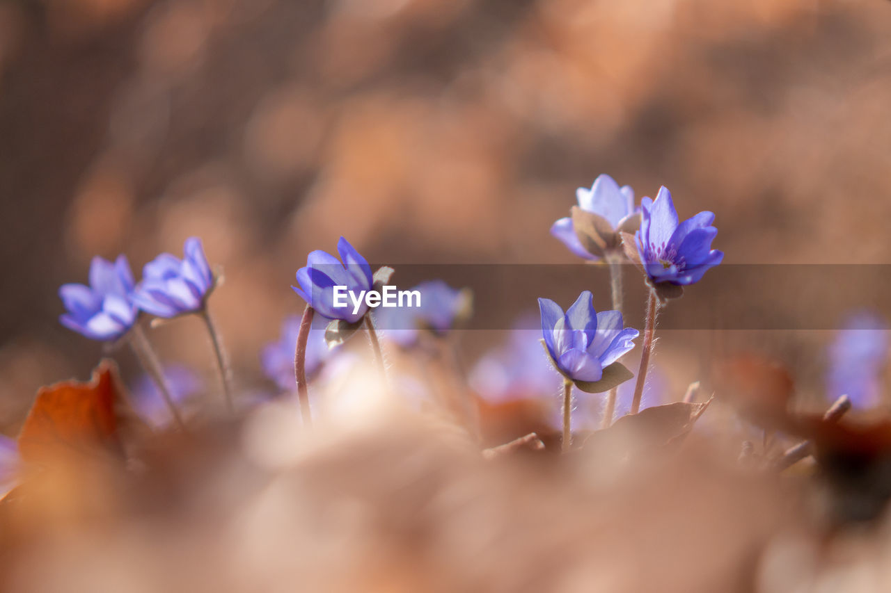 Close-up of purple flowering plant