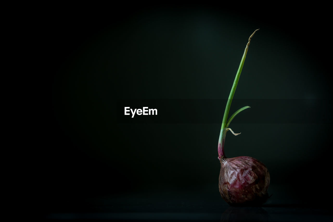 Close-up of onion against black background