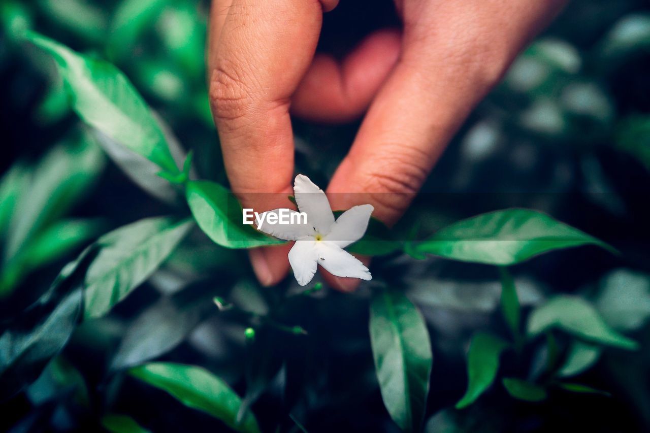 CLOSE-UP OF HAND HOLDING WATER DROPS ON LEAVES