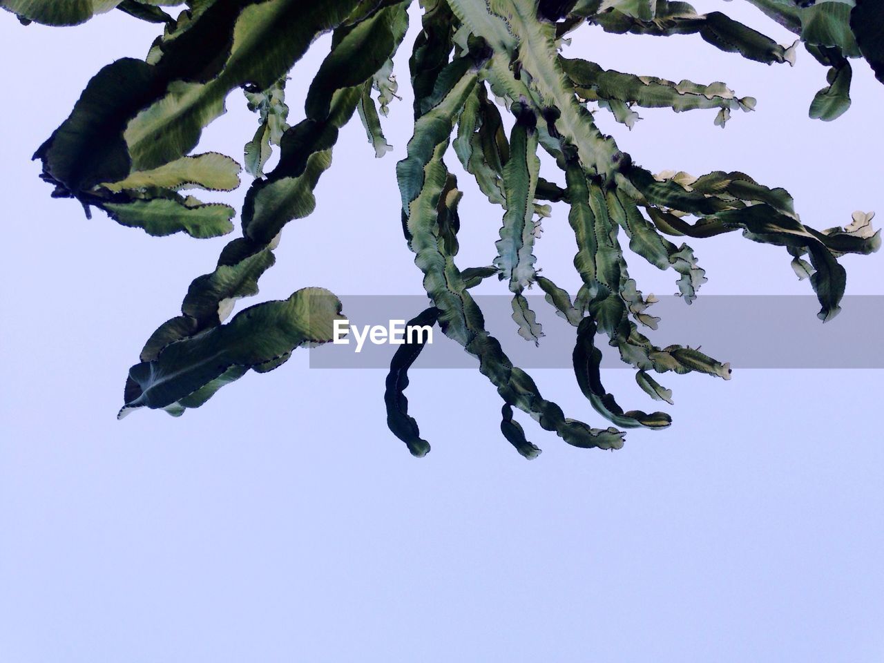 CLOSE-UP OF LEAVES ON TREE AGAINST CLEAR SKY