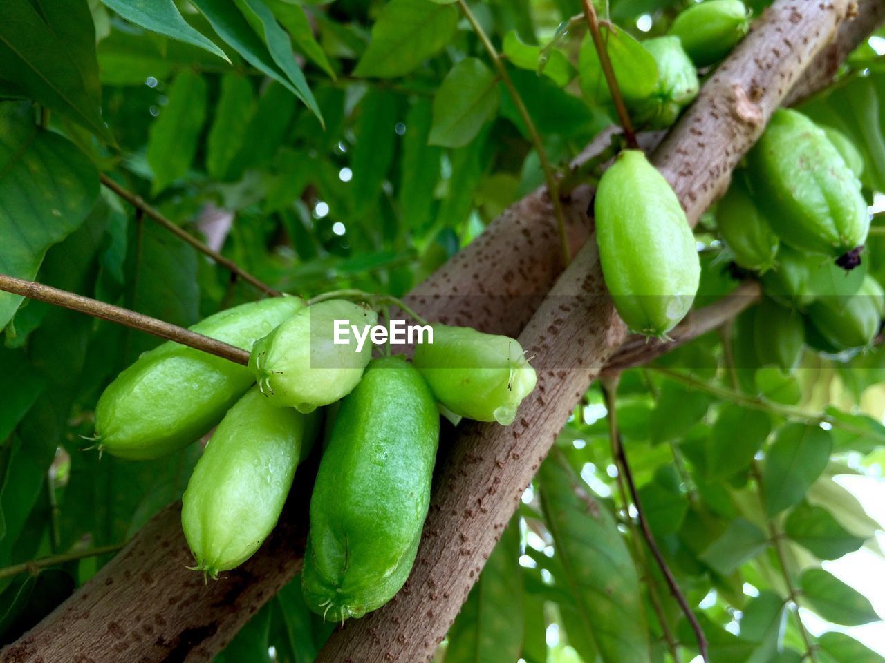 CLOSE-UP OF FRESH GREEN TREE