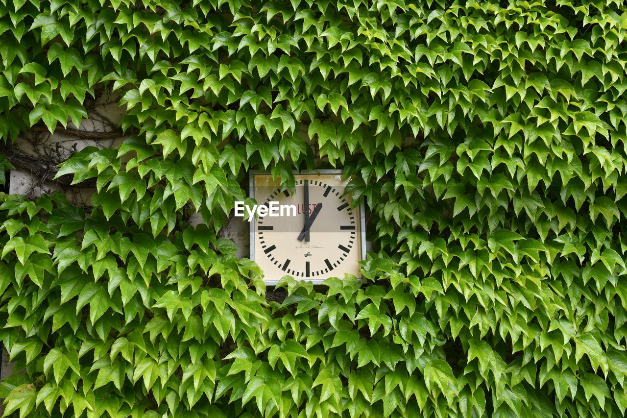 Clock amidst plants against trees