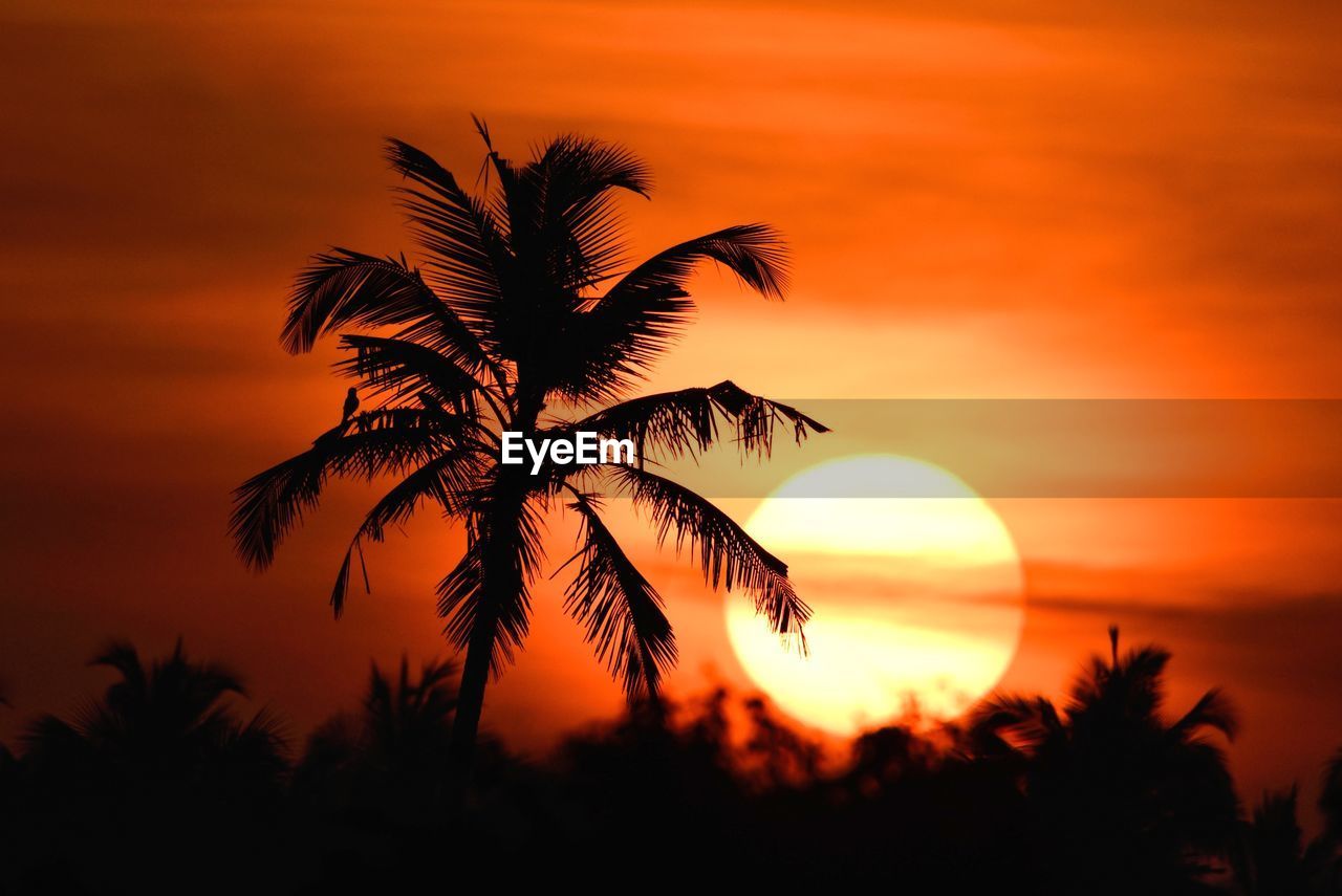 SILHOUETTE PALM TREES AGAINST ROMANTIC SKY AT SUNSET