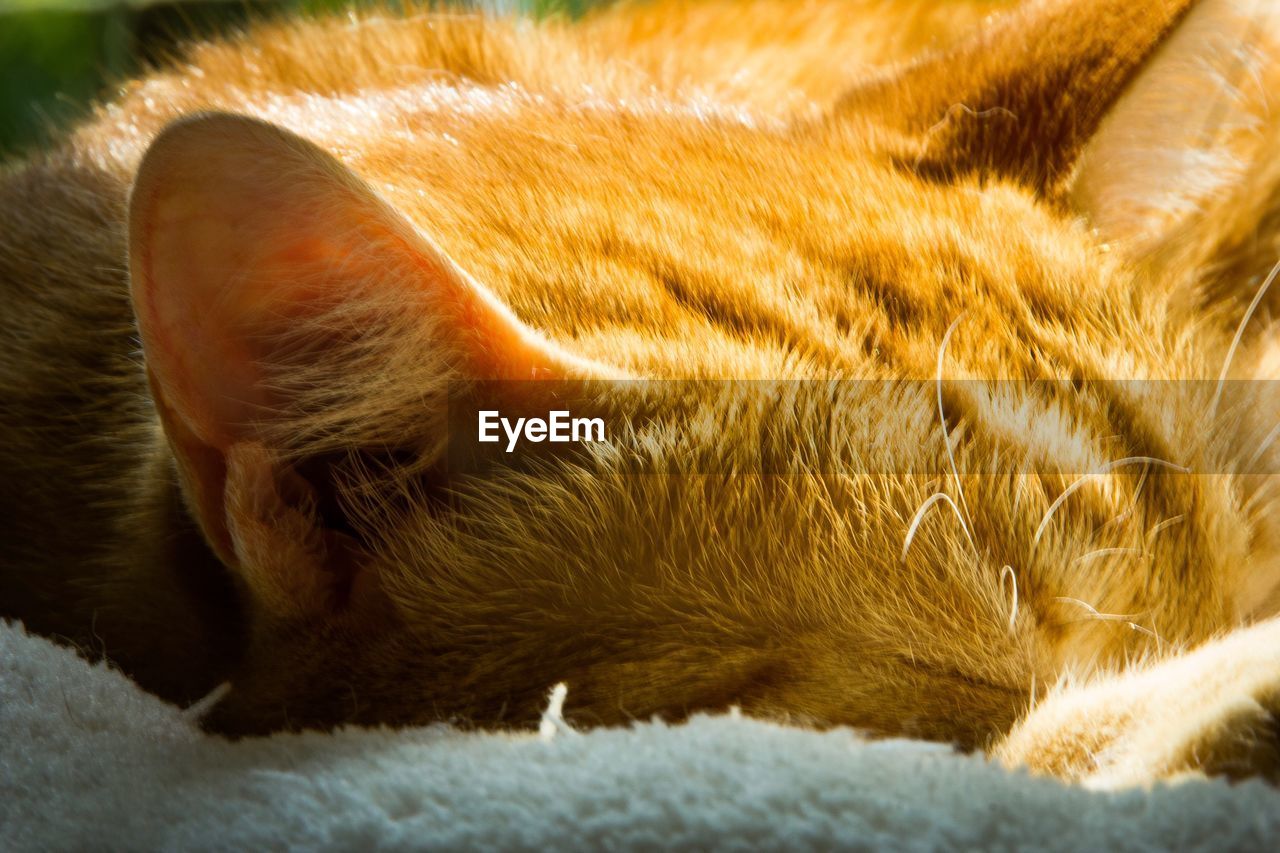 CLOSE-UP OF A DOG SLEEPING ON BED