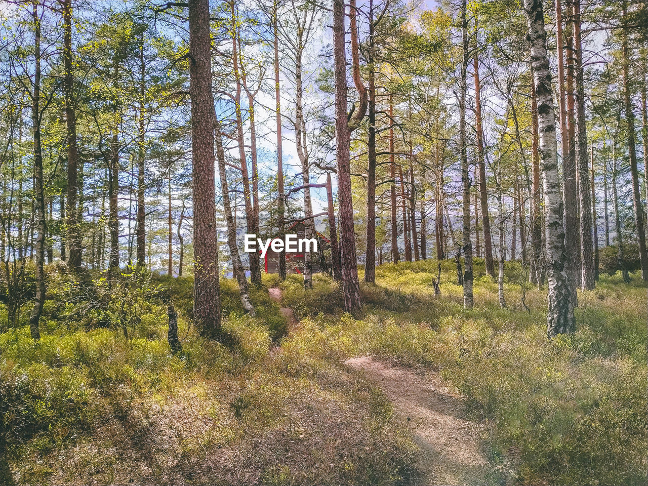 VIEW OF TREES GROWING IN FOREST