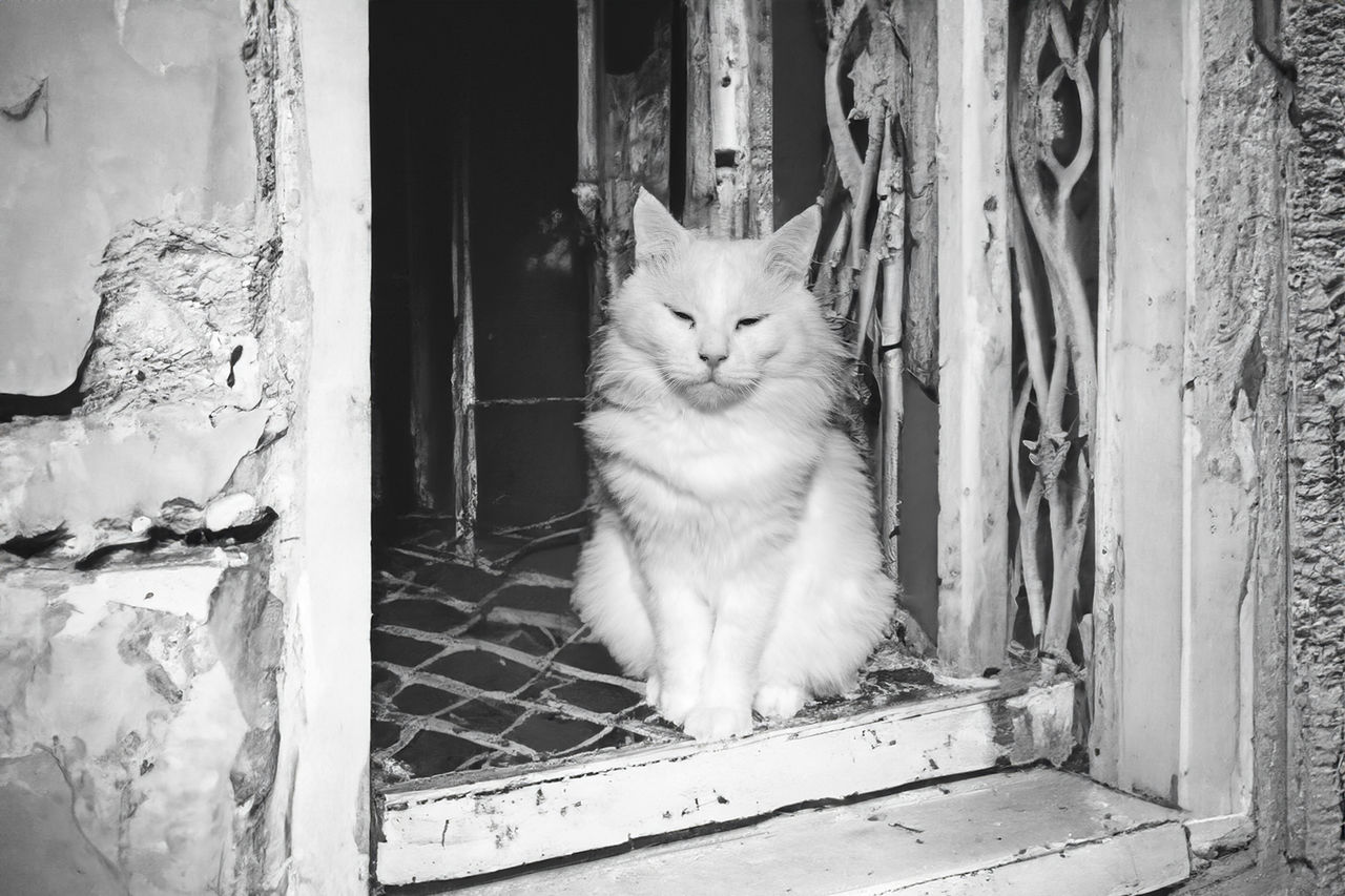 white, animal, animal themes, mammal, pet, domestic animals, cat, domestic cat, feline, one animal, black and white, monochrome, monochrome photography, black, no people, entrance, portrait, door, window, sitting, looking at camera, felidae, small to medium-sized cats, indoors, looking, whiskers