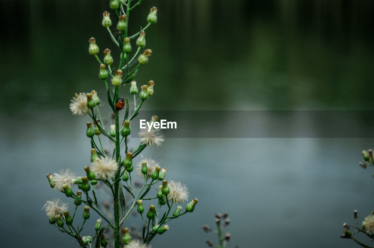 Flowers with buds growing against lake