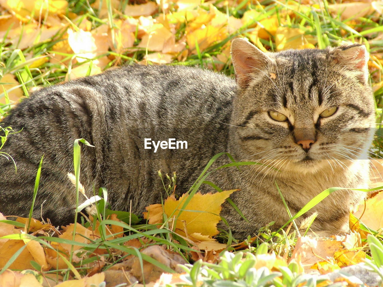 CLOSE-UP OF A CAT LYING ON THE FIELD