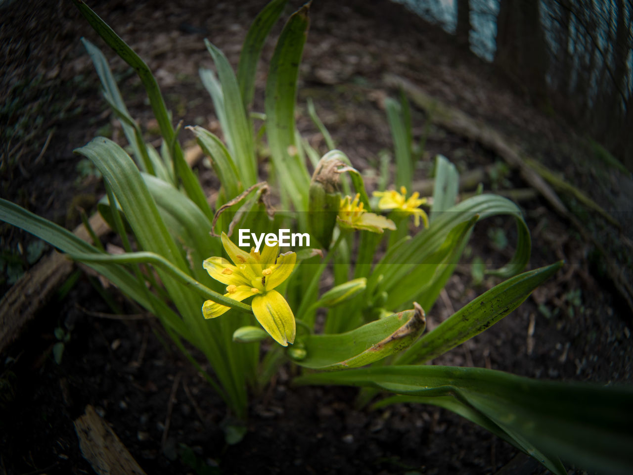 CLOSE-UP OF YELLOW FLOWERS