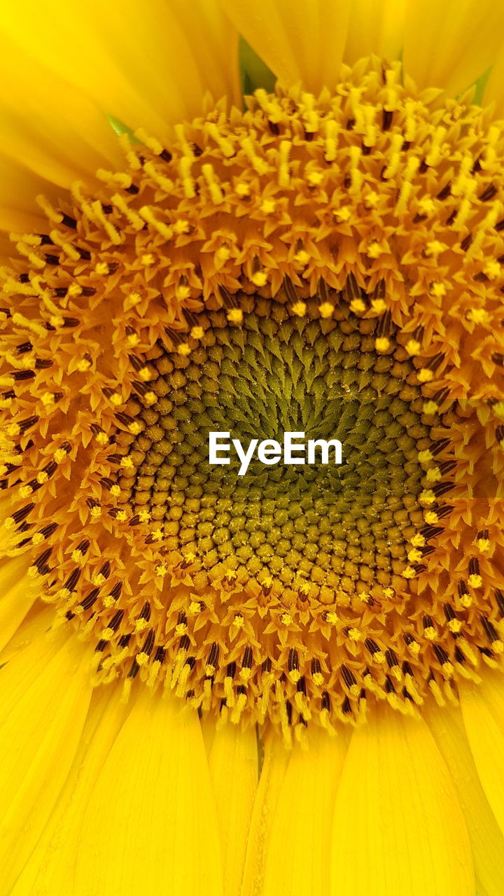 CLOSE-UP OF SUNFLOWERS