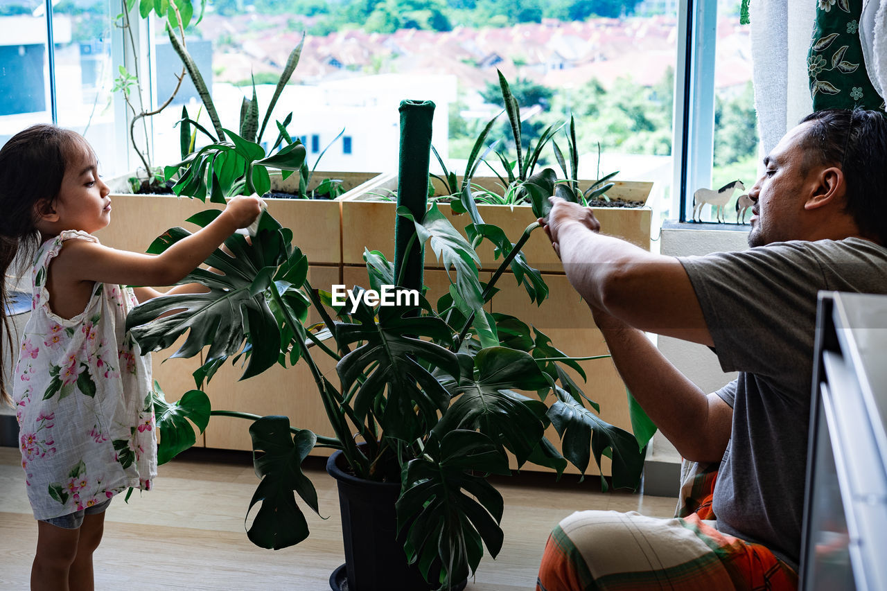 Family oiling the houseplant leaves, taking care of plant monstera. home gardening.