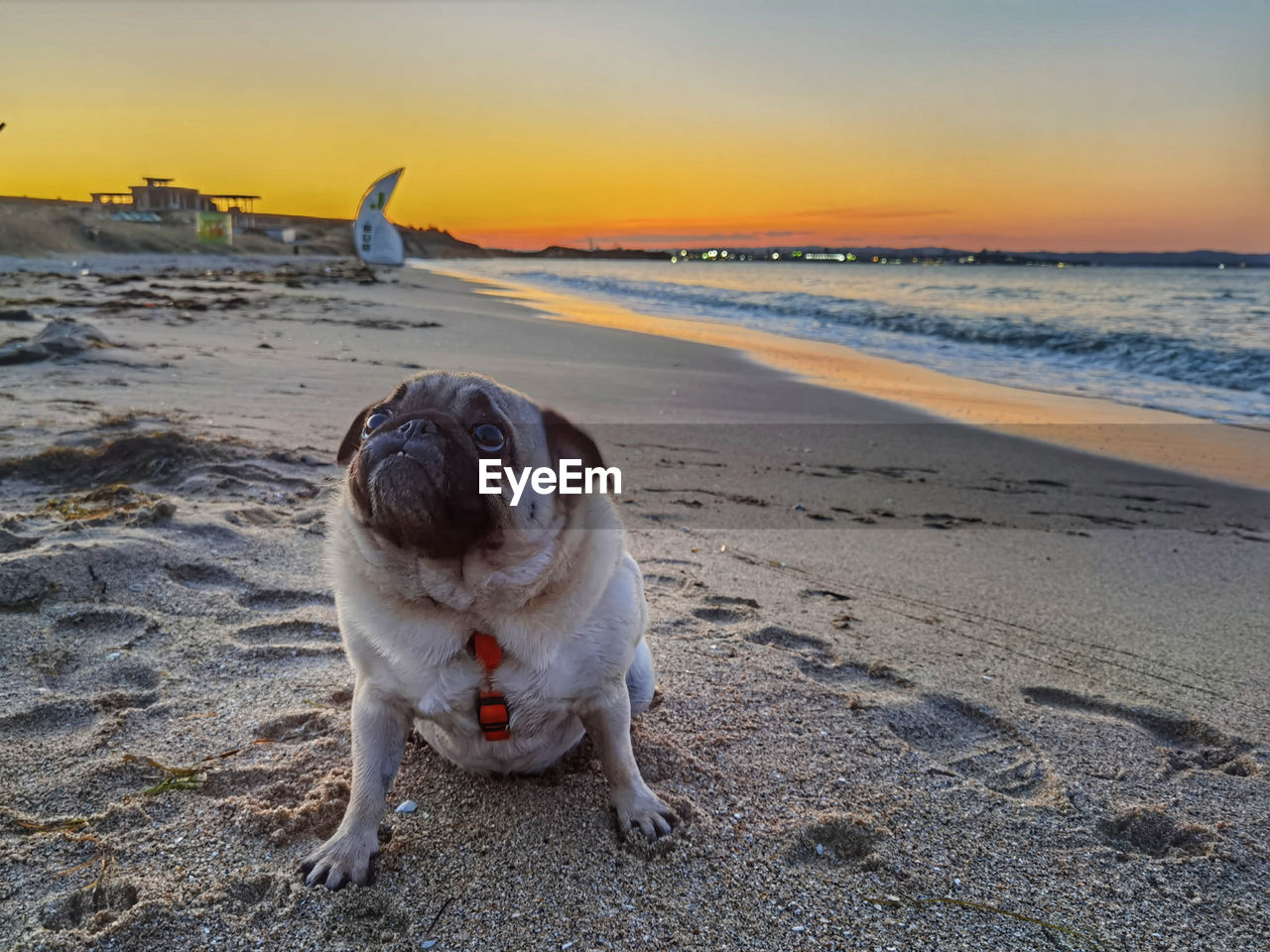 animal, animal themes, beach, one animal, mammal, land, sea, pet, water, domestic animals, dog, canine, sunset, sand, sky, nature, lap dog, beauty in nature, no people, pug, carnivore, horizon, horizon over water, scenics - nature, ocean