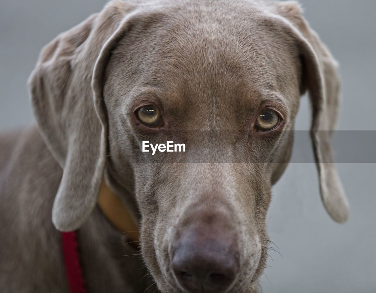 CLOSE-UP PORTRAIT OF DOG WITH MOUTH OPEN