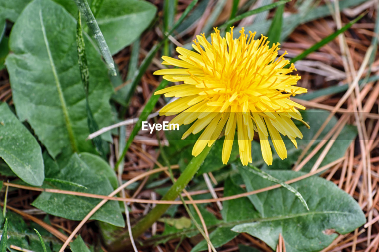 CLOSE-UP OF YELLOW FLOWERS BLOOMING IN FIELD