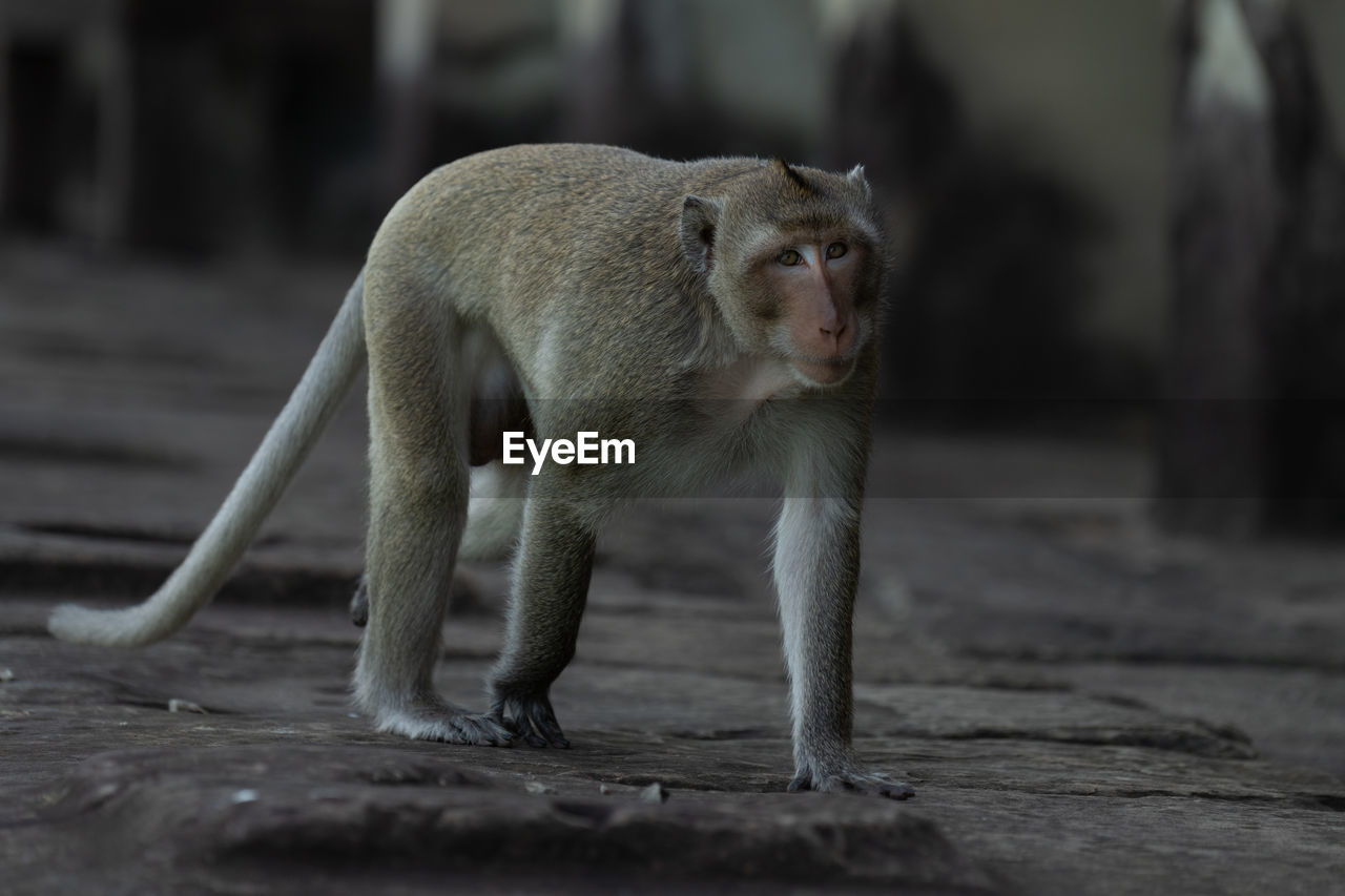 Long-tailed macaque walks on wall of temple