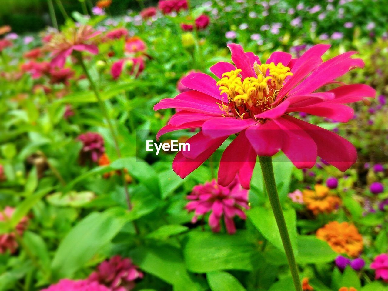 Pink flowers blooming in garden