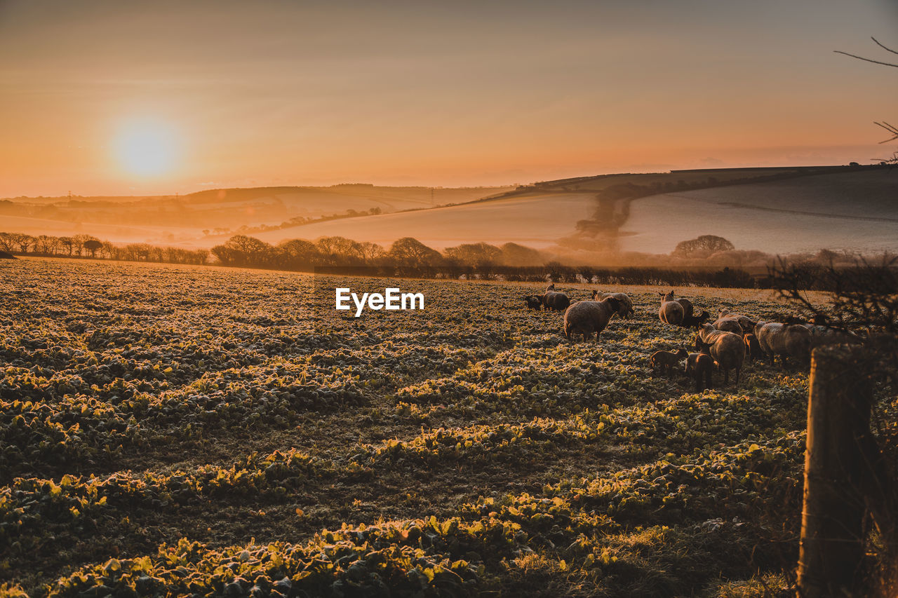 Sheep on landscape against sky during sunset