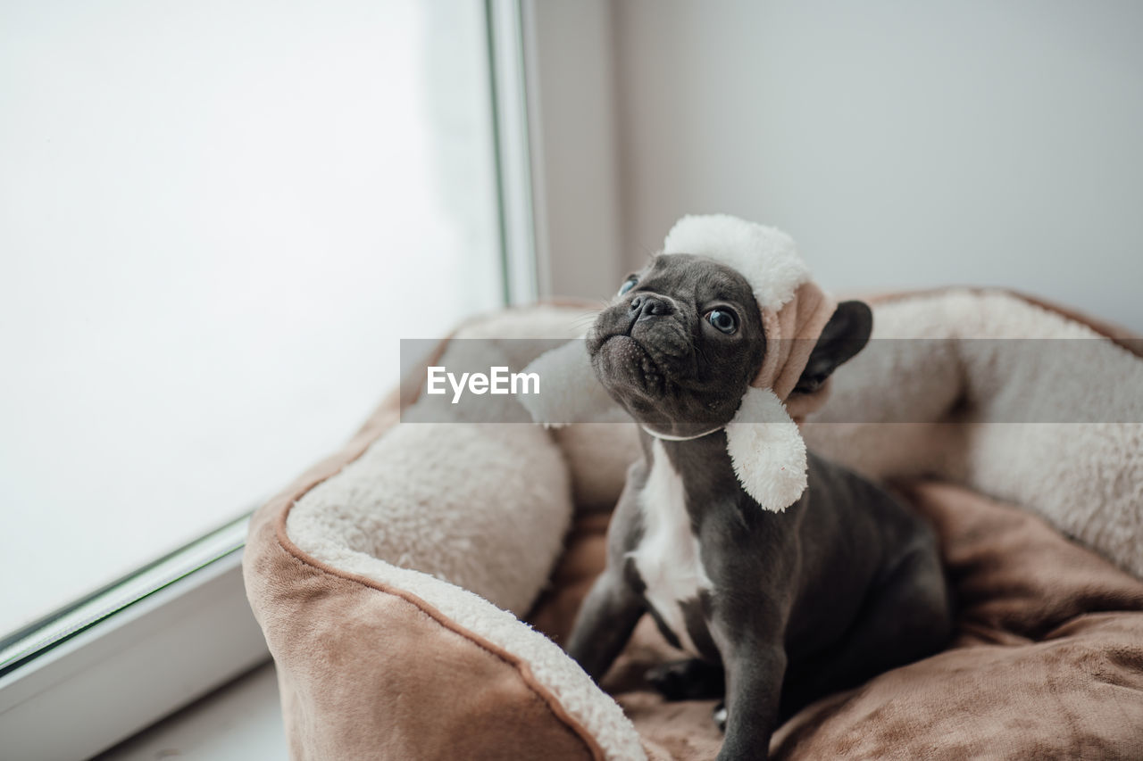 close-up of dog relaxing on bed at home