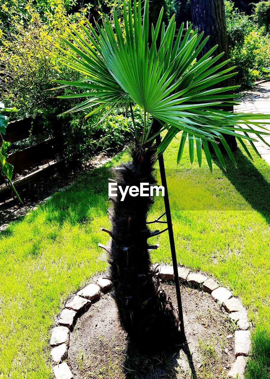 HIGH ANGLE VIEW OF PLANTS GROWING IN GARDEN