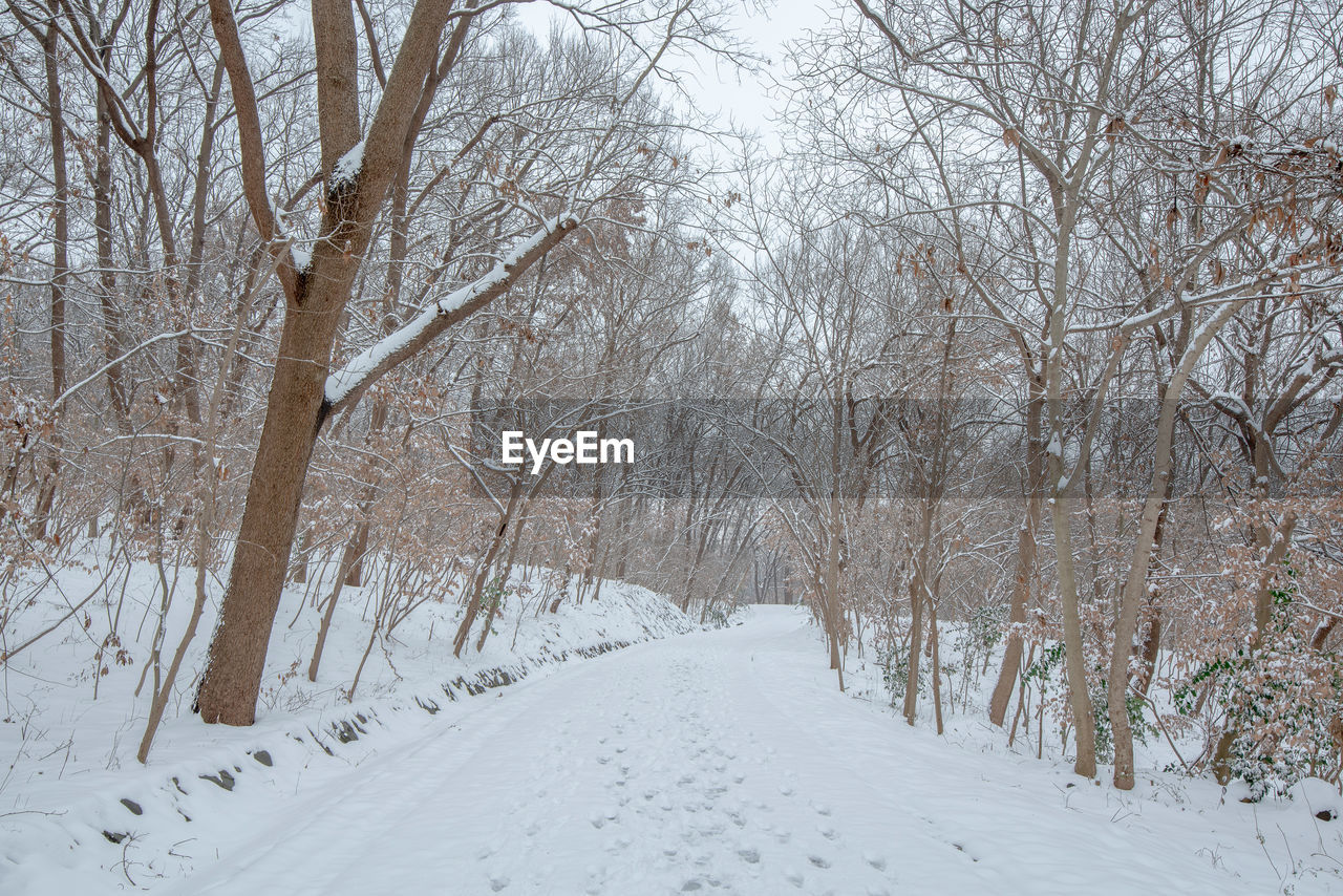 Bare trees on snow covered land