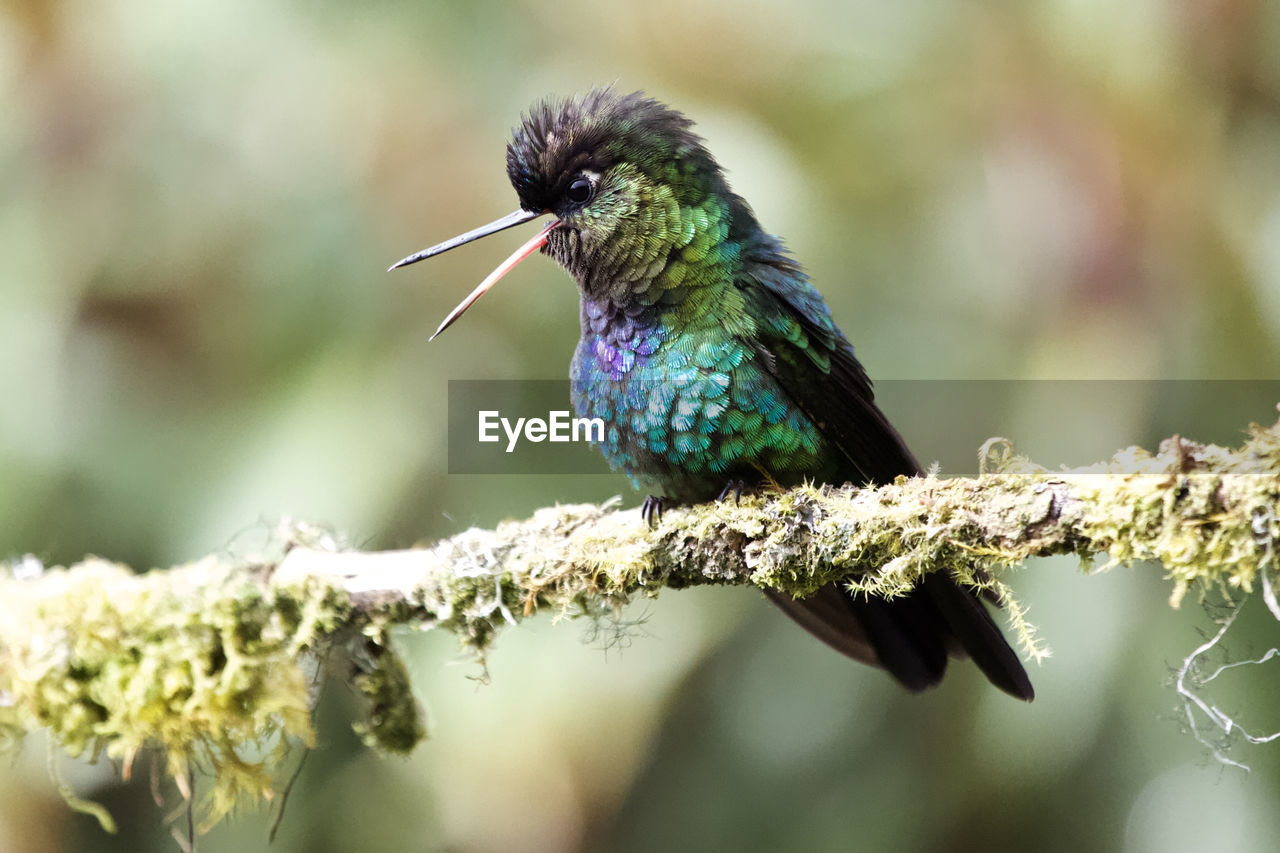 Close-up of bird perching on branch