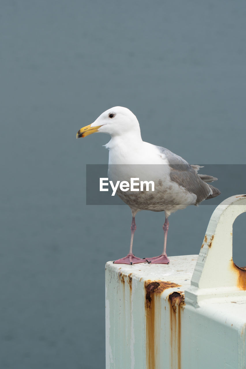 Seagull perching on wooden post