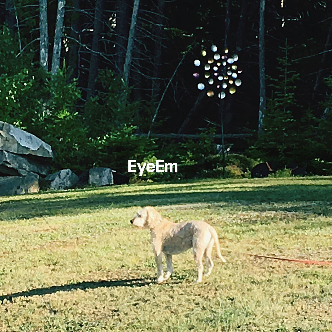 SIDE VIEW OF DOG STANDING ON FIELD