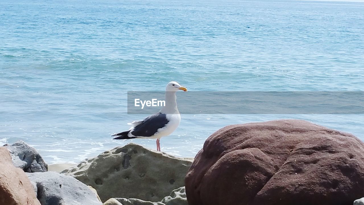 VIEW OF BIRDS IN WATER