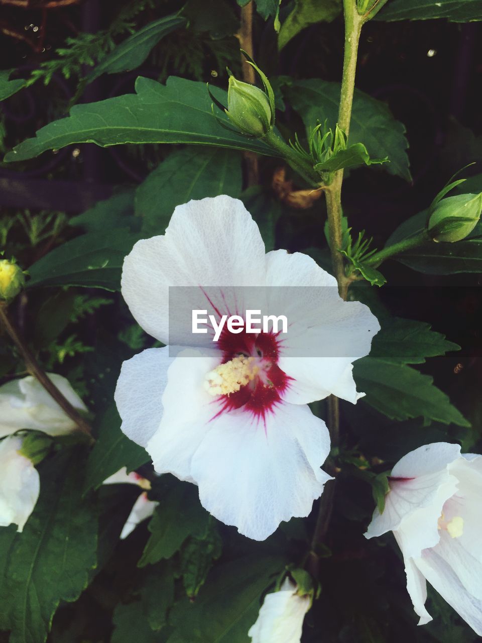 CLOSE-UP OF WHITE FLOWER BLOOMING IN PARK