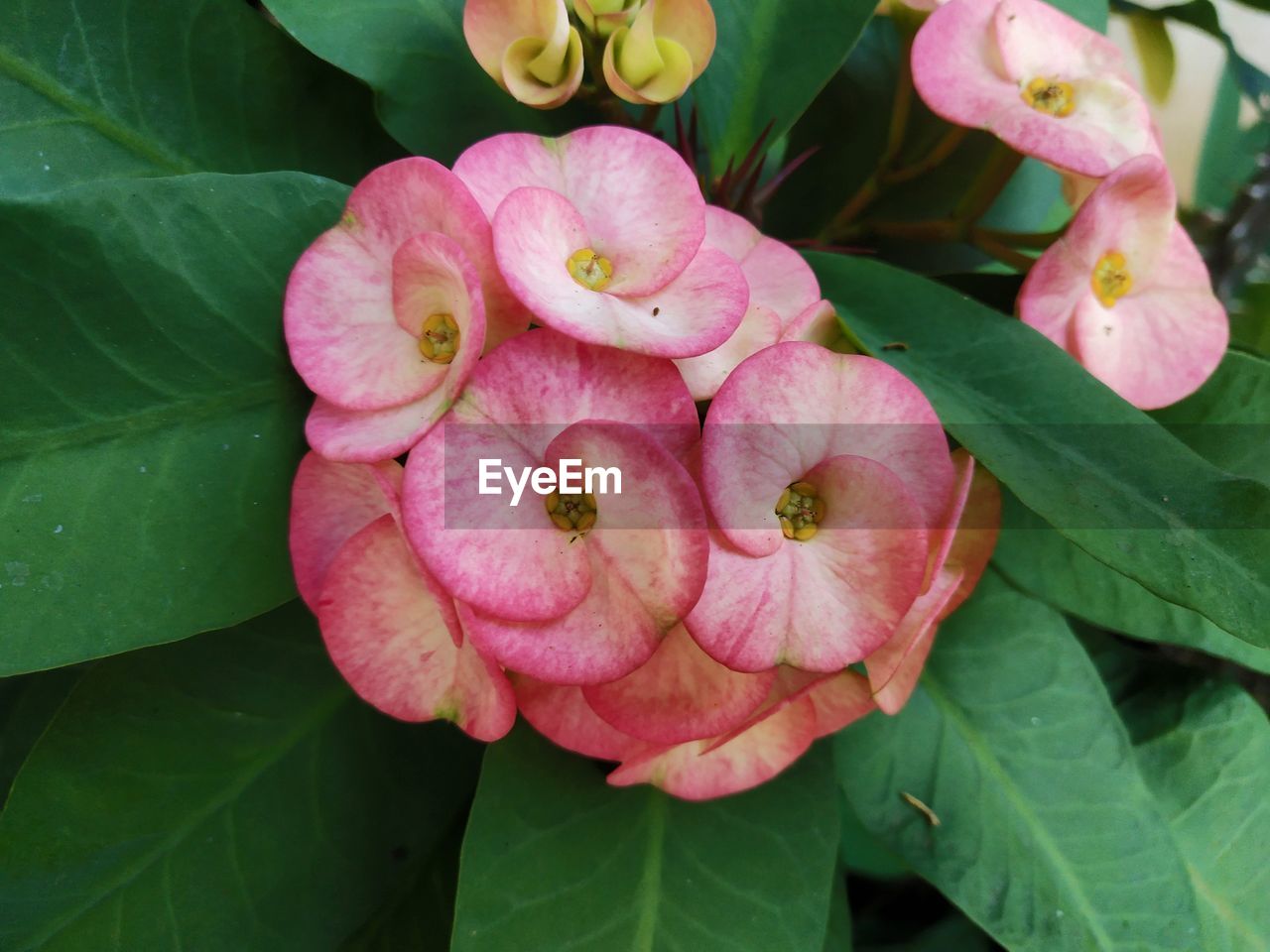 Close-up of pink flowering plant