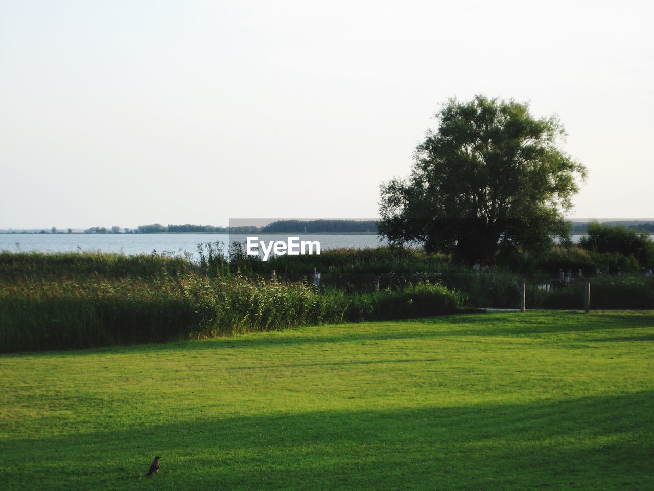 TREES ON GRASSY FIELD