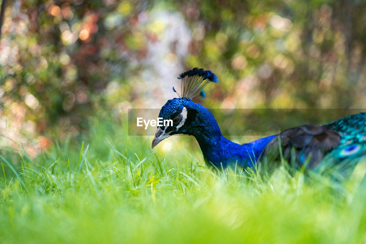 CLOSE-UP OF PEACOCK ON FIELD