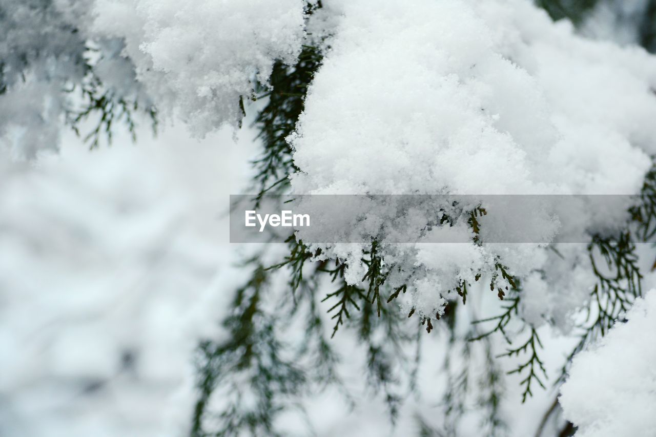 CLOSE-UP OF SNOW COVERED TREE BRANCH