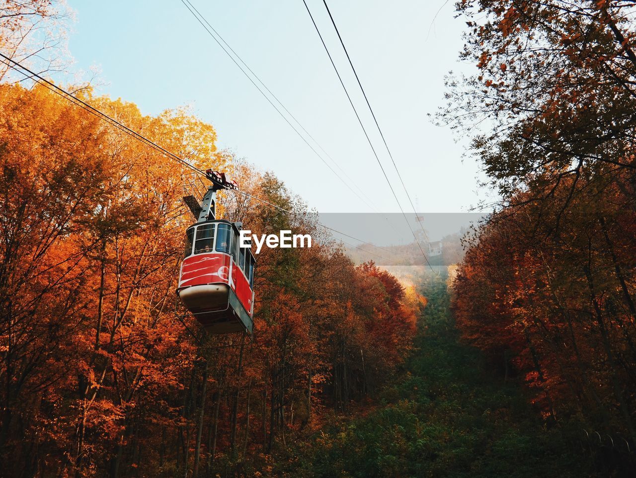 Low angle view of overhead cable car amidst trees during autumn