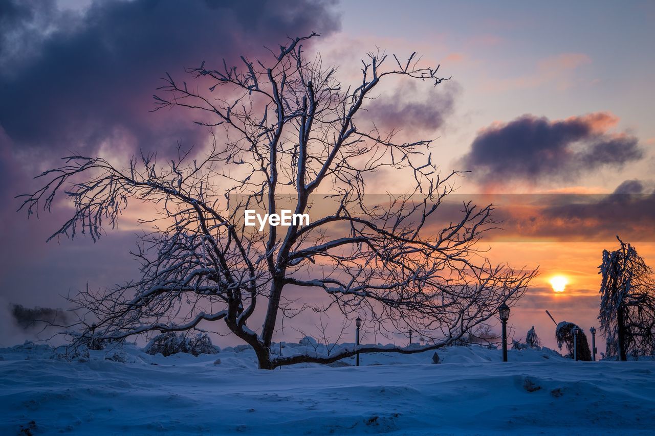 Bare trees on snow landscape against sky during sunset