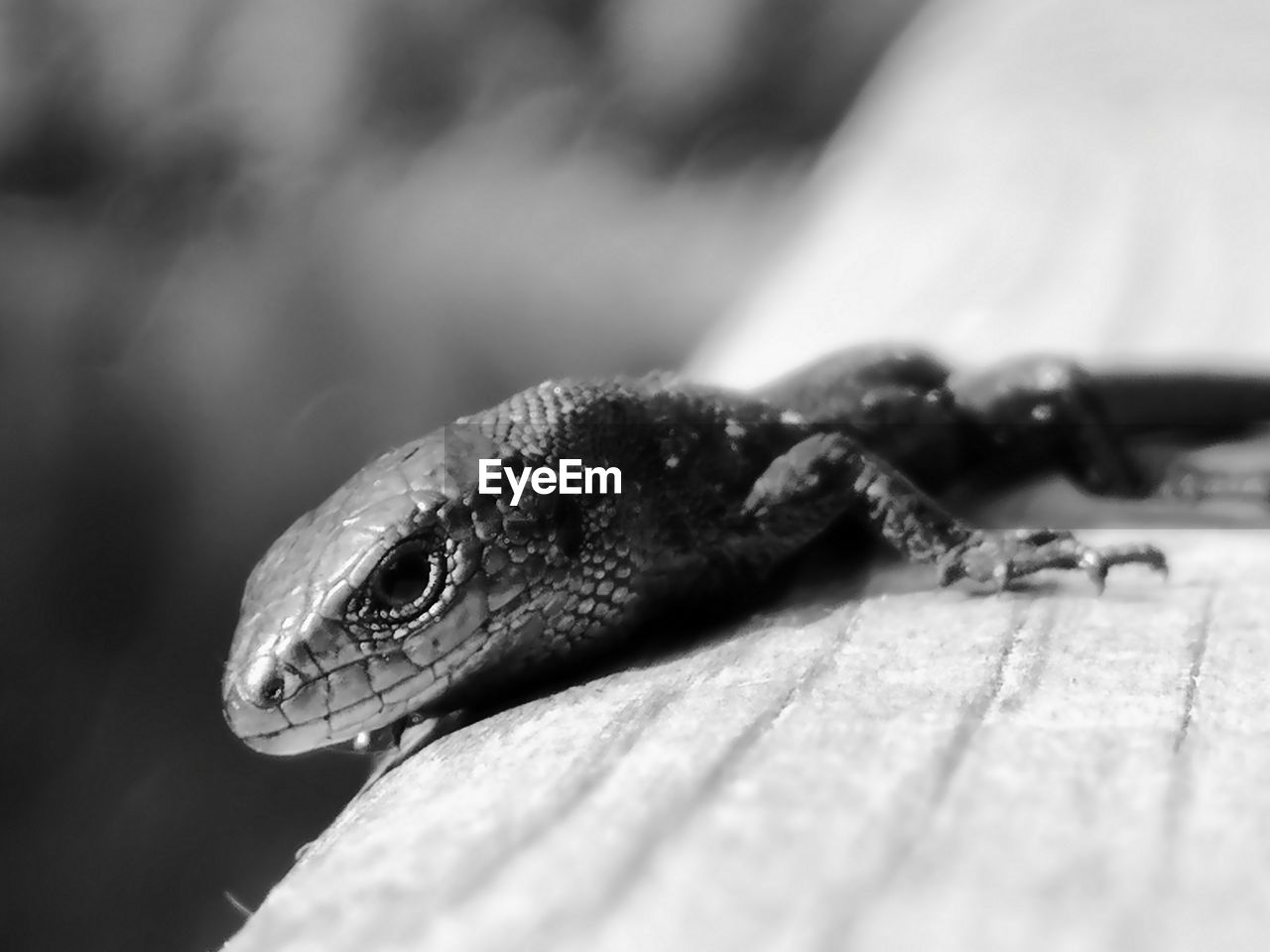 CLOSE-UP OF A LIZARD ON A WOOD