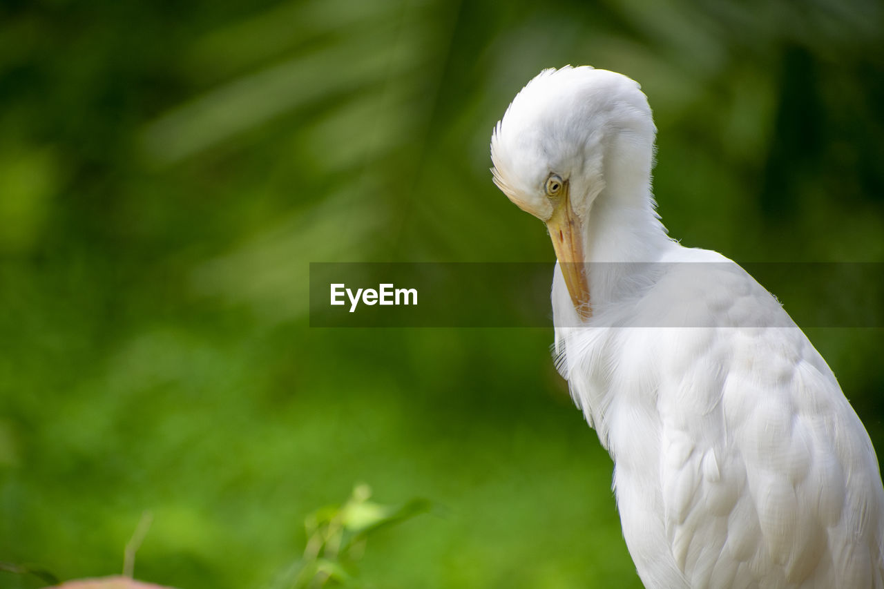CLOSE-UP OF WHITE BIRD