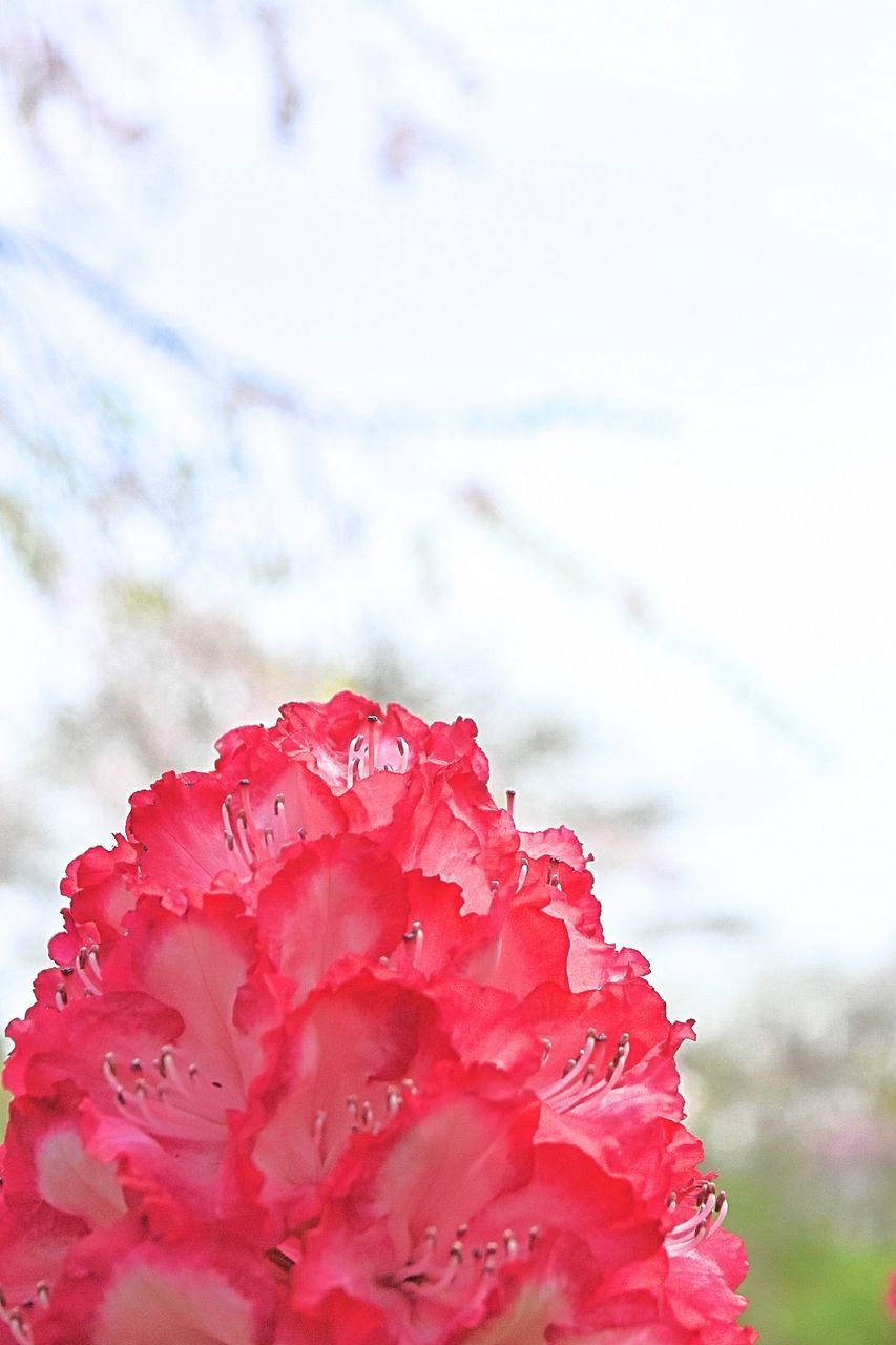 CLOSE-UP OF WET RED AGAINST SKY