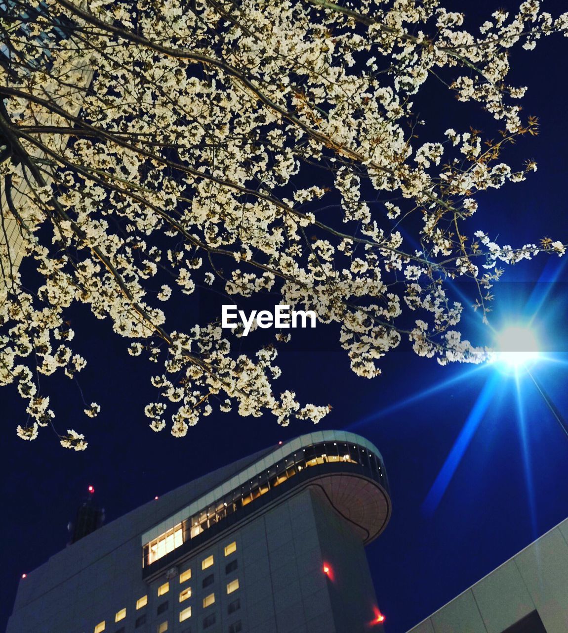 LOW ANGLE VIEW OF ILLUMINATED TREE