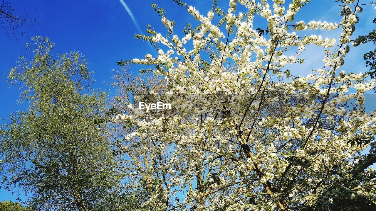 LOW ANGLE VIEW OF BLOOMING TREE AGAINST SKY