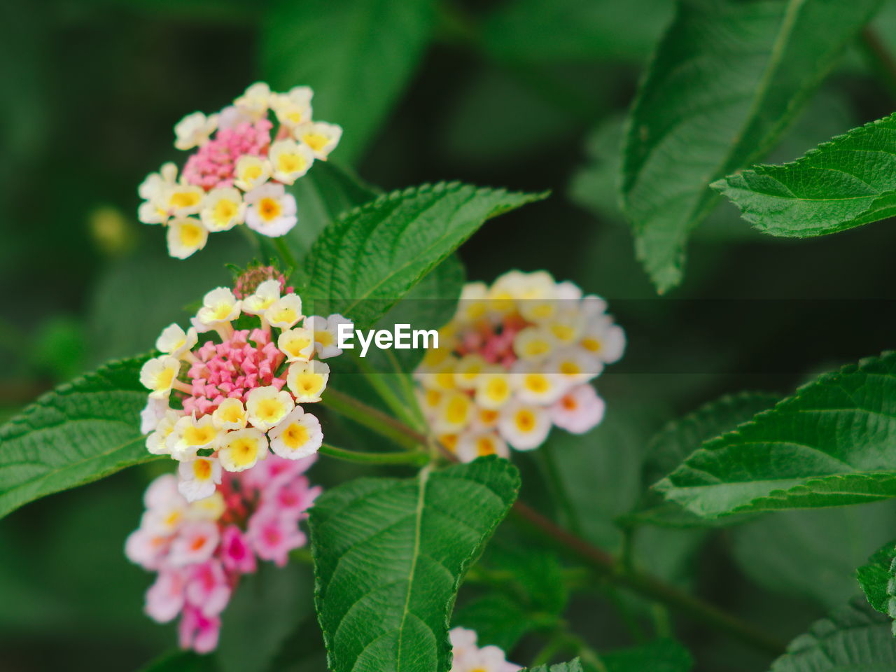 CLOSE-UP OF FLOWERING PLANT WITH PINK FLOWERS