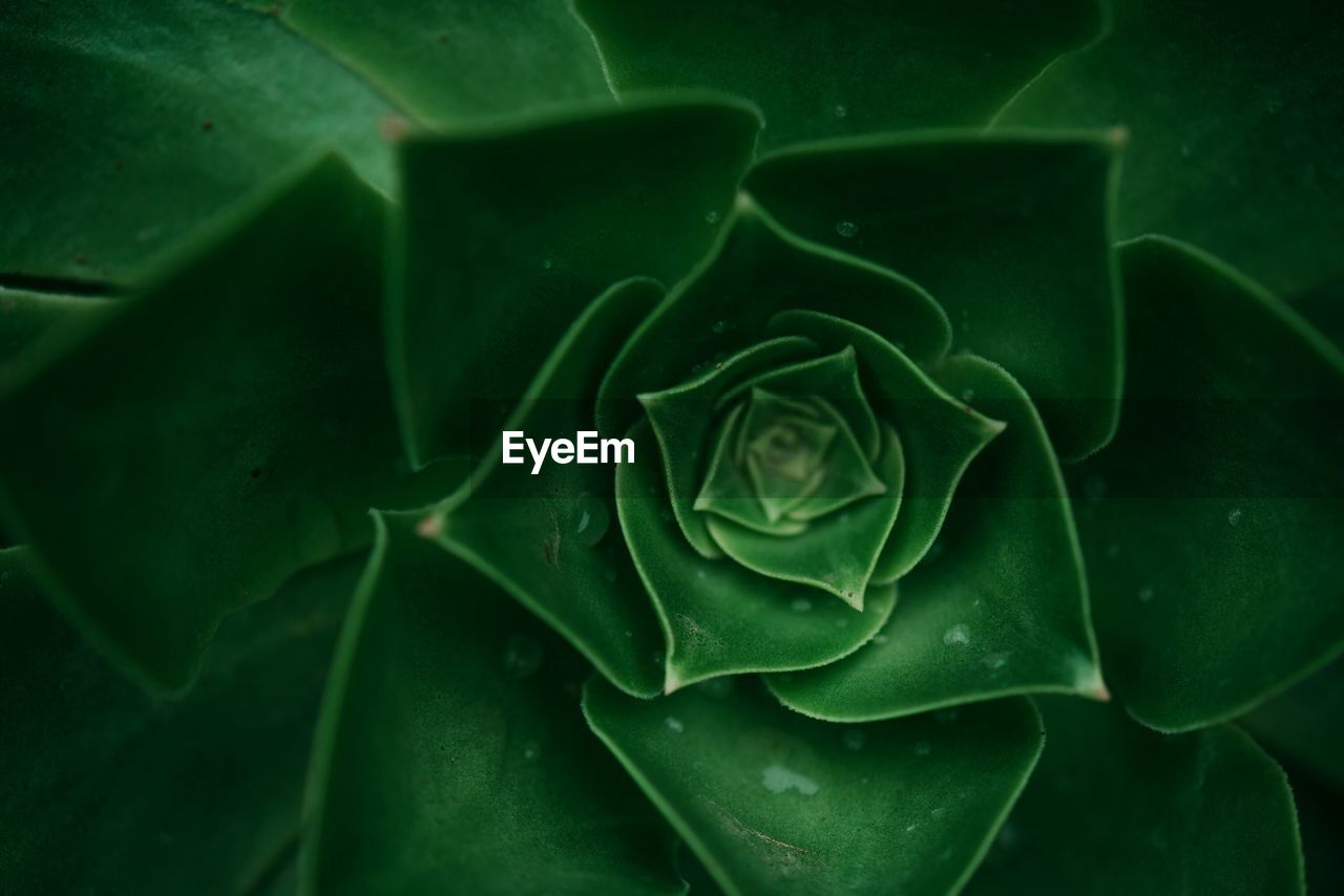 Full frame shot of succulent plant