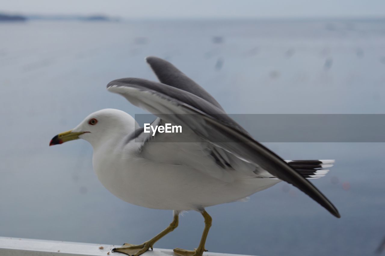 CLOSE-UP OF SEAGULL PERCHING ON WOOD