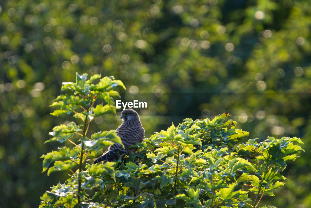 Bird perching on a plant