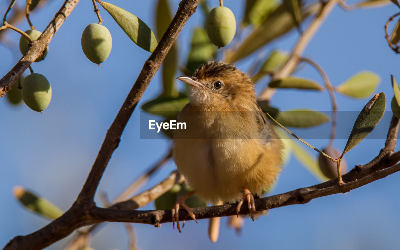 LOW ANGLE VIEW OF A BIRD PERCHING ON TREE