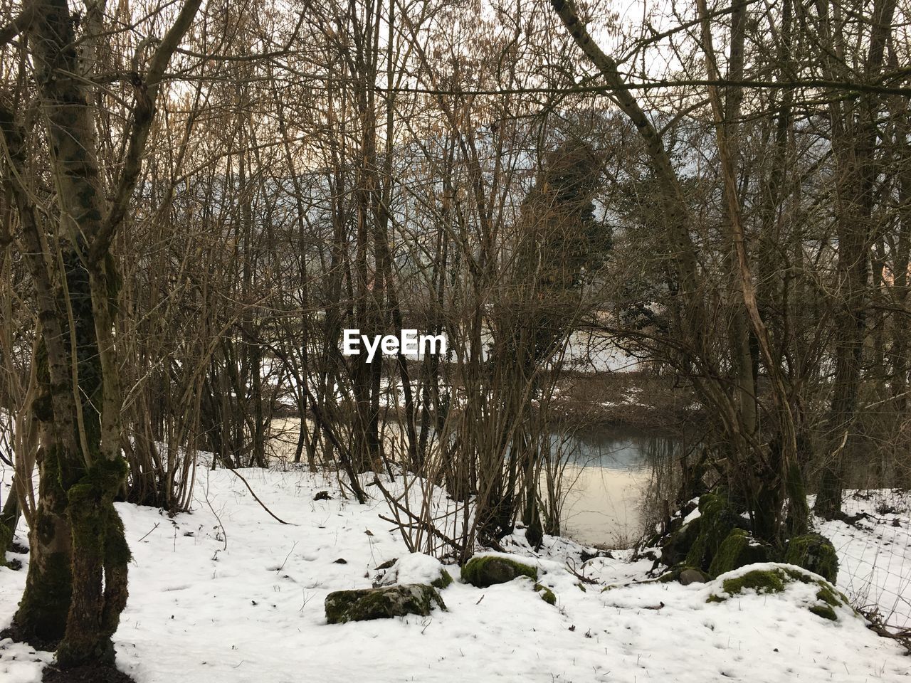 BARE TREES IN SNOW DURING WINTER