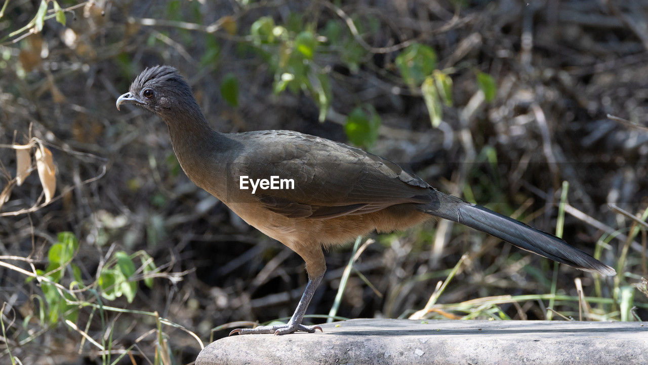 animal themes, animal, animal wildlife, bird, wildlife, one animal, nature, no people, full length, plant, beak, side view, focus on foreground, outdoors, perching, day, tree