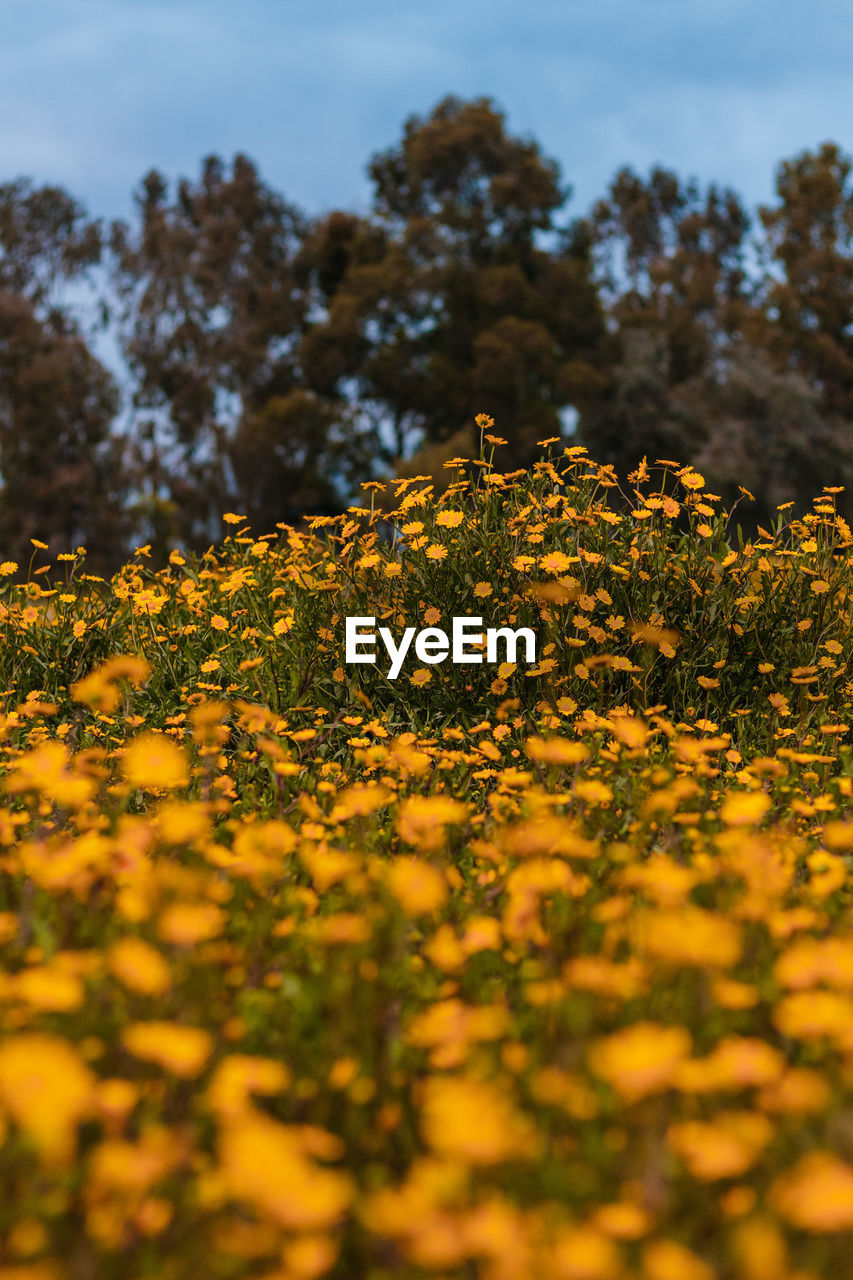 Close-up of yellow flowering plants on field